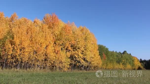 黄色山杨秋木中的空地上视频