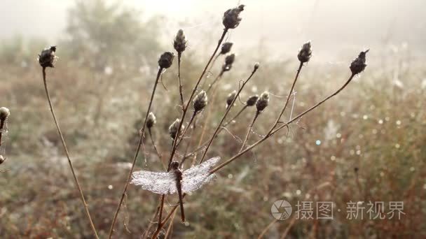 睡在一朵花上的蜻蜓视频