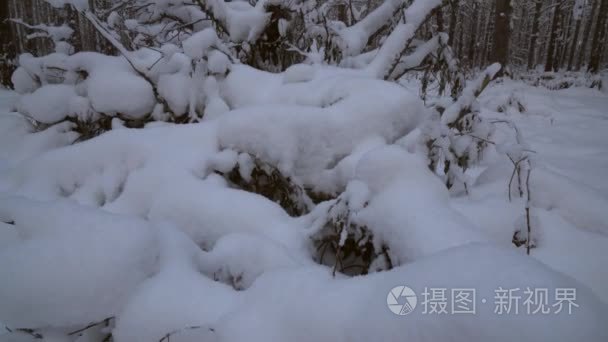 冬季松林与雪飘素材视频视频