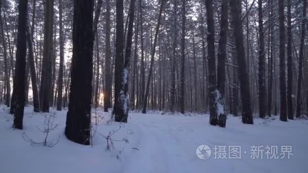 设置流通过冬季森林素材视频松树树干的太阳的光线