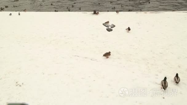在冬天河上各种鸭视频