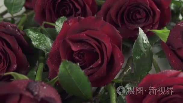 红玫瑰水背景滴慢动作素材视频视频