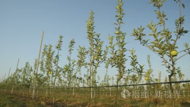 一排排的苹果树种植园