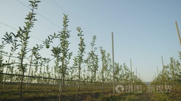 一排排的苹果树种植园