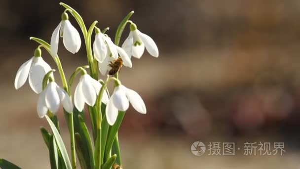 雪莲的春天的花朵和飞的蜜蜂视频
