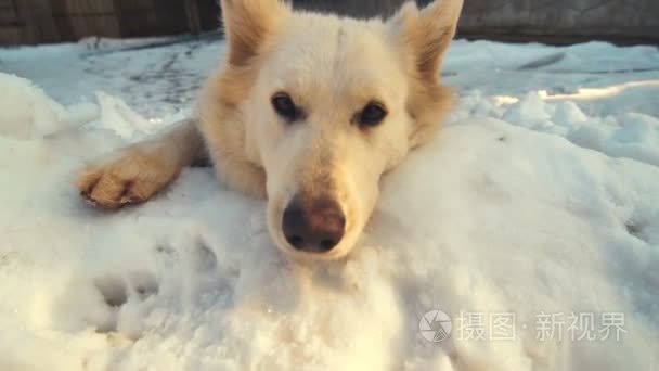 狗躺在雪地里。嬉戏