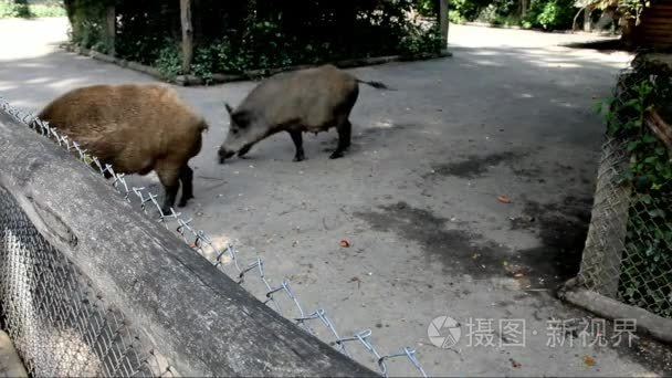 脂肪的公猪和母猪在公园里视频