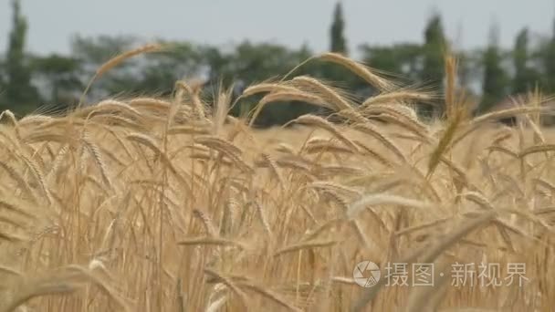 成熟的小麦的金耳朵视频