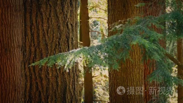 大树在夏季森林视频