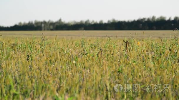 在八月的夕阳野生草田视频