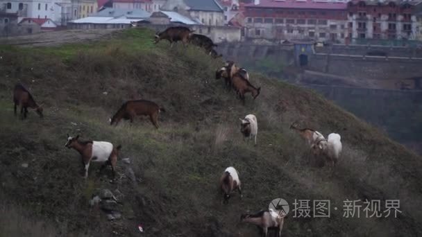 大量的山羊在陡峭的山坡上视频