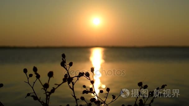 干植物对水日出背景视频