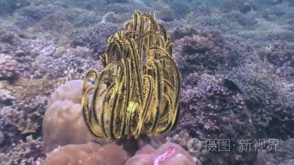 海百合水下海洋野生动物菲律宾视频