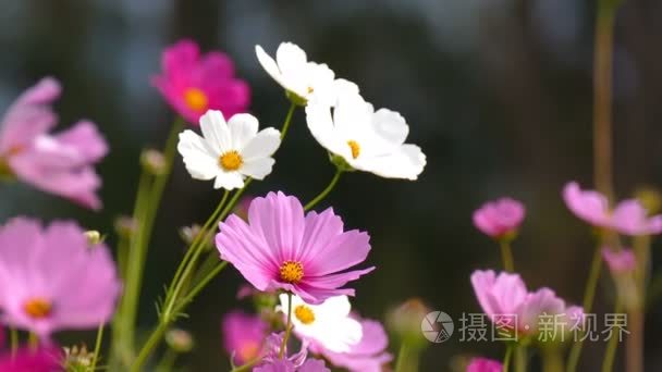 波斯菊花海摇风领域视频