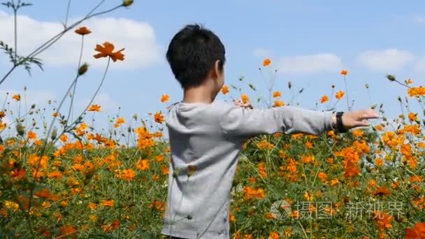 黄波斯菊花田的男孩视频