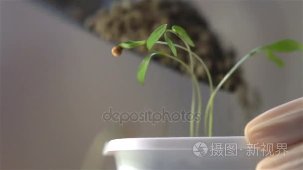 一位科学家的手的特写镜头移植幼苗在实验室