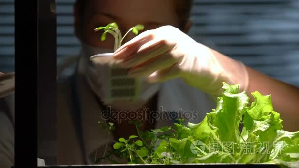 女科学家移植在实验室小豆芽