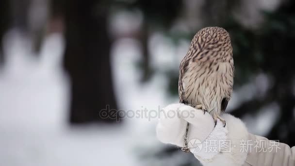 猫头鹰在手视频