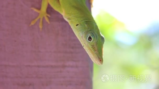 小绿色植物生长时间流逝视频