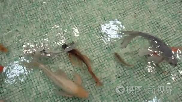 充满异国情调的水族馆鱼类游泳视频