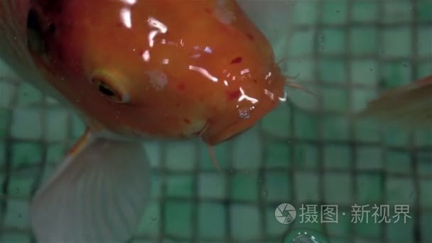 充满异国情调的水族馆鱼类游泳视频