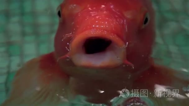 充满异国情调的水族馆鱼类游泳视频