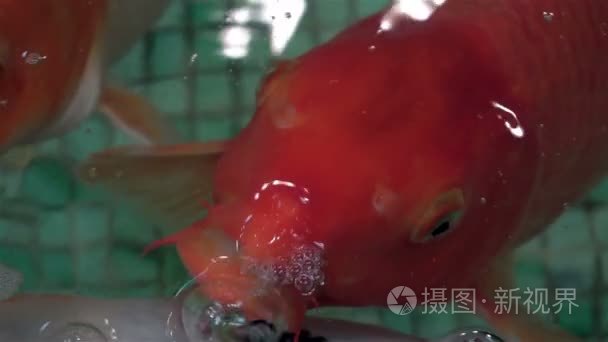 充满异国情调的水族馆鱼类游泳视频