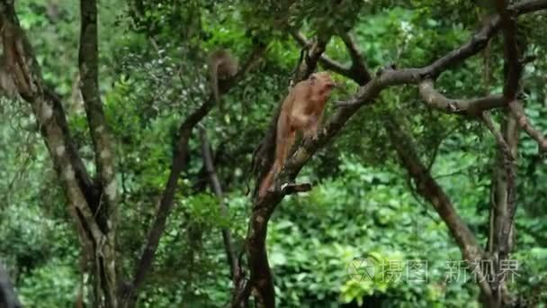 在丛林中的一棵树上的猴子视频