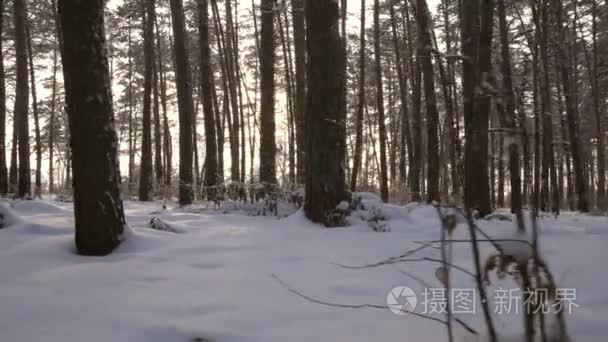 设置流通过冬季森林素材视频松树树干的太阳的光线