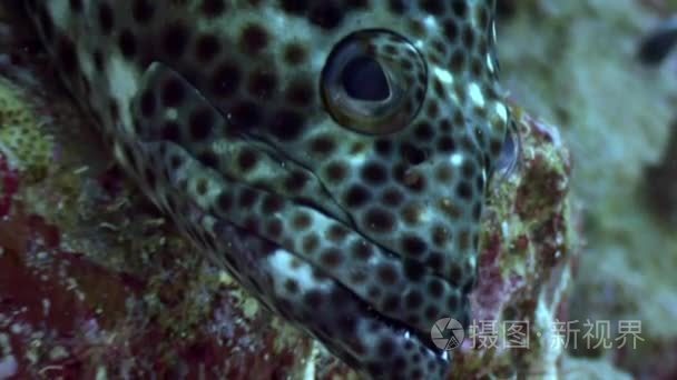 水下鱼背景海洋区景观的红海视频
