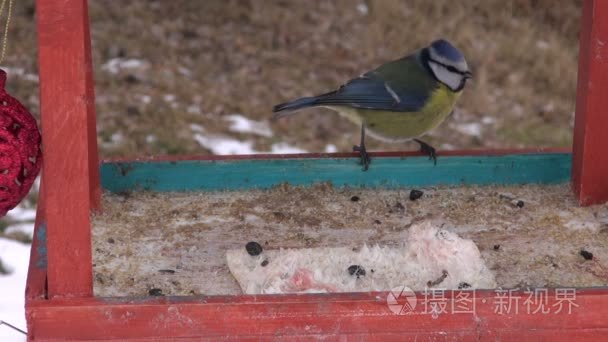 蓝雀在冬天喂鸟器视频