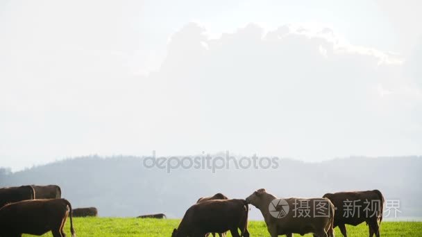在一个山谷中新西兰放牧的奶牛视频