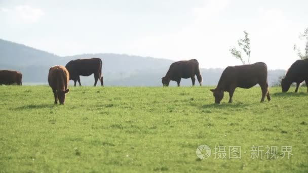 在一个山谷中新西兰放牧的奶牛视频