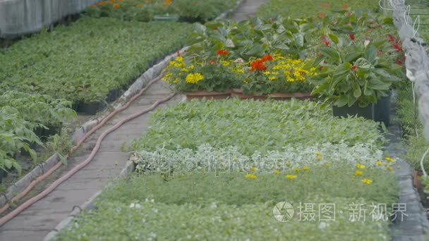 跟踪拍摄花卉植物视频