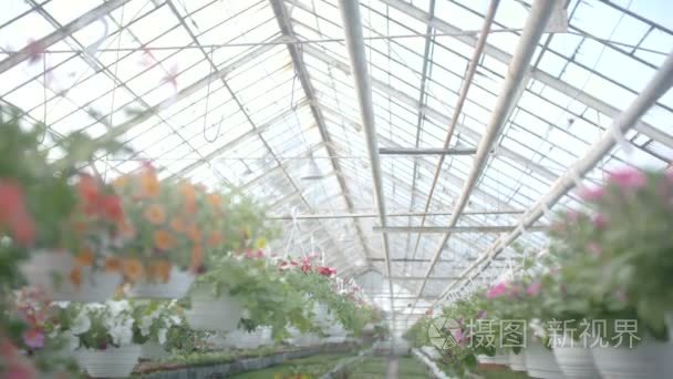 跟踪拍摄花卉植物视频