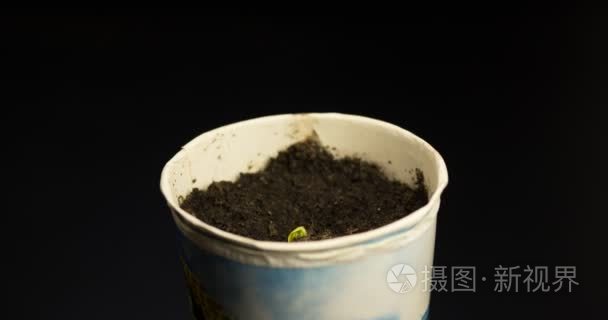 游戏中时光倒流的植物生长