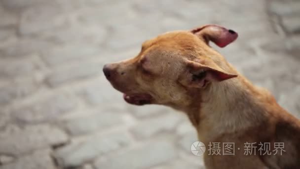 流浪的棕色狗视频