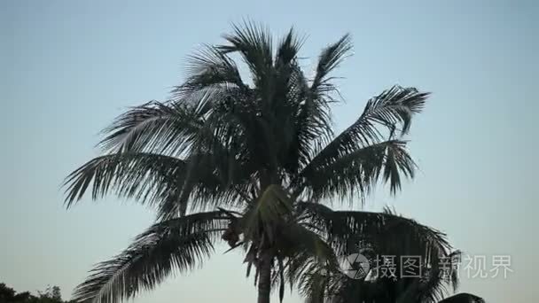 在晚会的椰子棕榈视频