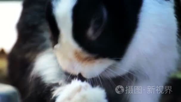 黑色和白色小兔子早上沐浴视频