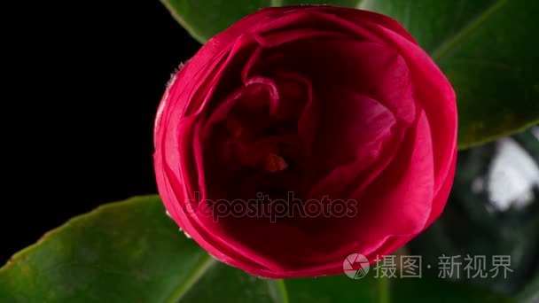 日本山茶花开视频