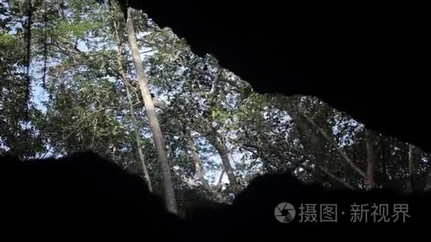 查看从山洞里的树上视频