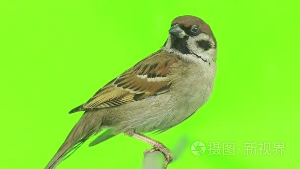 在一座绿色的麻雀隔离