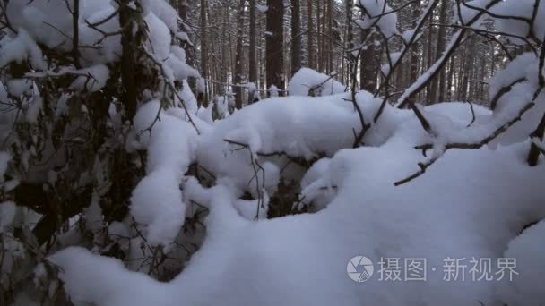 冬季松林与雪飘素材视频