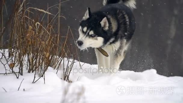 西伯利亚雪橇犬在降雪视频