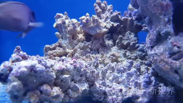 在水族馆的鱼视频