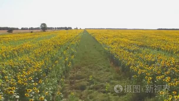 黄色的向日葵田和天空视频