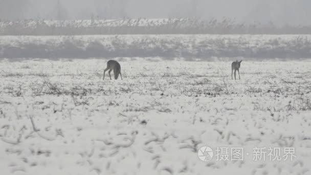 欧洲野生动物视频