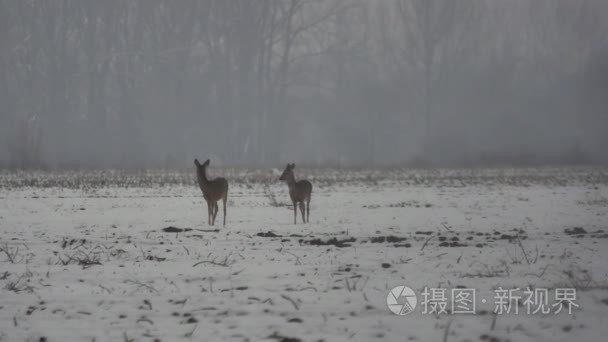 在欧洲的野生动物视频