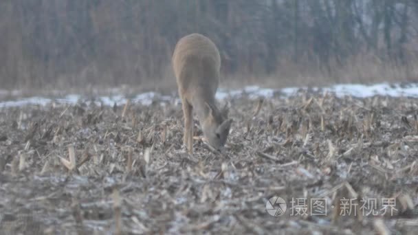 在欧洲的野生动物视频