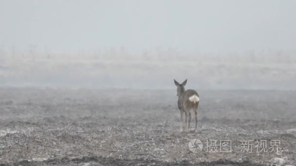 到野生动物素材视频